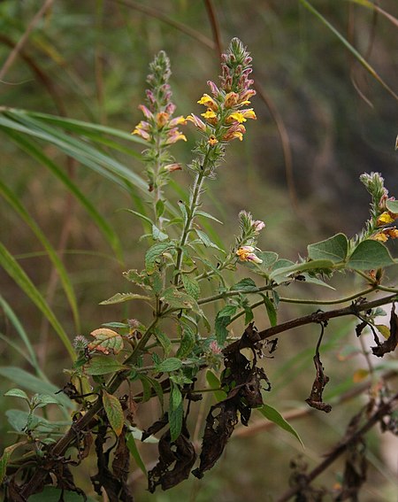 Lindenbergia_philippensis