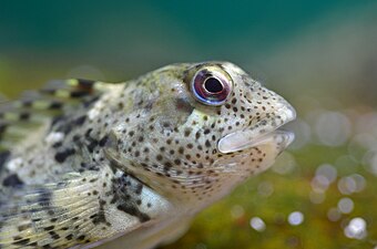 Liophrys pholis or Gobius paganellus