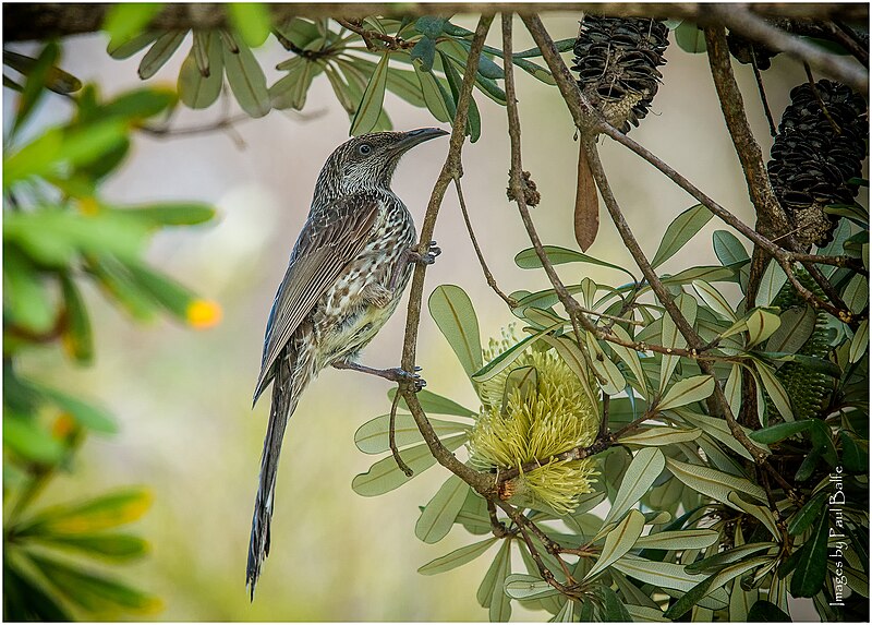 File:Little Wattlebird (42498092894).jpg