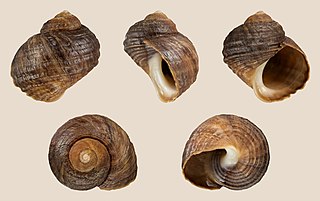 <i>Littorina sitkana</i> Species of gastropod