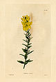 Genista ovata (Loddiges 482) drawing by William Miller engraved by G Cooke, 1818