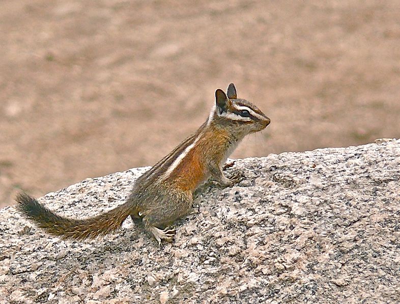 File:Lodgepole Chipmunk (Neotamias speciosus).jpg