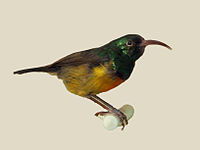 Sunbird, Loveridge's ♂ Cinnyris loveridgei