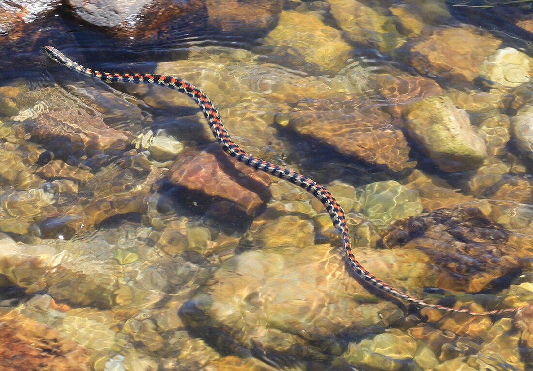 Lygophis elegantissimus