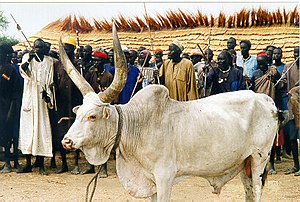 Mabior white bull sacrificed at the conclusion of the Wunlit Peace Conference.jpg