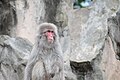 * Nomination A photo of a Japanese macaque (Macaca fuscata) in Ueno Zoo, Tokyo, in August 2019. --Jopparn 11:28, 27 September 2019 (UTC) * Decline  Oppose Sorry! The focus is not on the head, but on the stomach. --Steindy 12:06, 27 September 2019 (UTC)