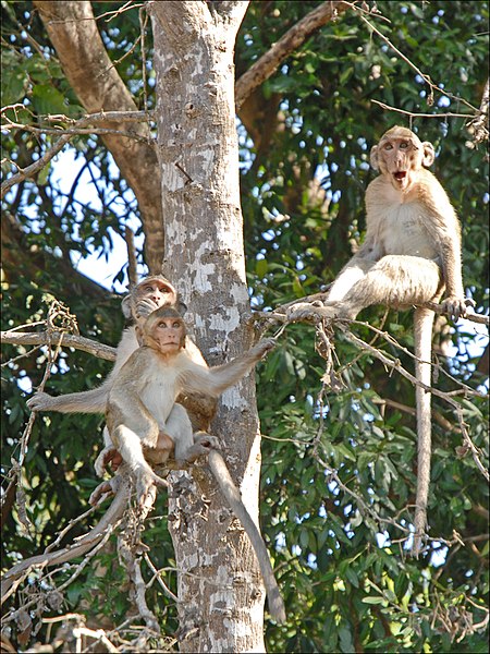 File:Macaques dans le parc dAngkor Vat (6931598895).jpg