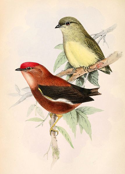 File:Machaeropterus deliciosus 1862.jpg