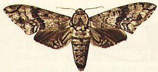 <i>Macropoliana natalensis</i> species of insect