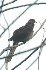 Thumbnail for Amboyna cuckoo-dove