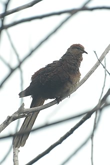 Macropygia amboinensis - Siau Island (2).jpg