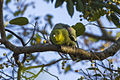 Madagascar Green Pigeon - Ankarafantsika - Madagascar S4E9285 (15110876318).jpg