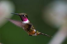 Male in flight Magenta-Throated Hummingbird 002.jpg