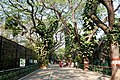 * Nomination Main Loop, Rain trees (Samanea saman), bird cages on either side, Mysore Zoo, Karnataka, India --Tagooty 06:49, 26 February 2023 (UTC) * Promotion  Support Good quality. --XRay 09:05, 26 February 2023 (UTC)