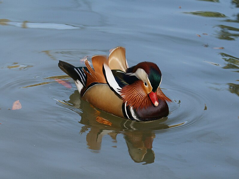 File:Mandarin Duck (Aix galericulata ) RWD1.jpg