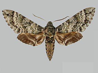 <i>Manduca armatipes</i> Species of moth
