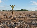 * Nomination Mangrove young plant --The Photographer 19:06, 10 January 2013 (UTC) * Promotion I'm not sure the focus is quite right. Mattbuck 03:44, 16 January 2013 (UTC) Info The main subject is the plant and it's focused, I think so --The Photographer 21:20, 16 January 2013 (UTC)  Support Very good picture, plant is in focus aswell as the ground around it, in my opinion a quality picture all day! --Danesman1 16:57, 21 January 2013 (UTC)