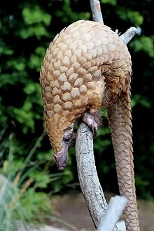 Manis tricuspis Zoo w San Diego 03.2012.jpg