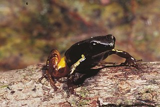 <span class="mw-page-title-main">Bernhard's mantella</span> Species of frog