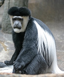 Mantled guereza Species of mammal