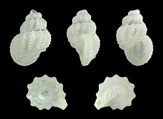 <i>Manzonia crispa</i> Species of gastropod