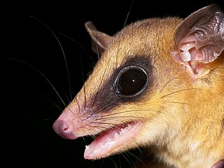 <span class="mw-page-title-main">Robinson's mouse opossum</span> Species of marsupial