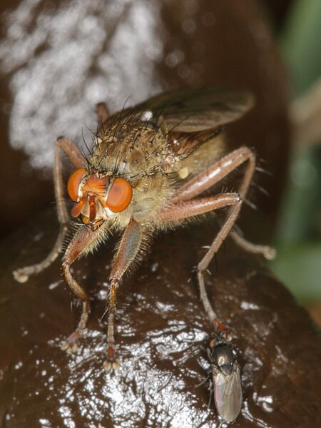 File:Marsh fly ? on sheep feces in Slovakia (7375954916).jpg