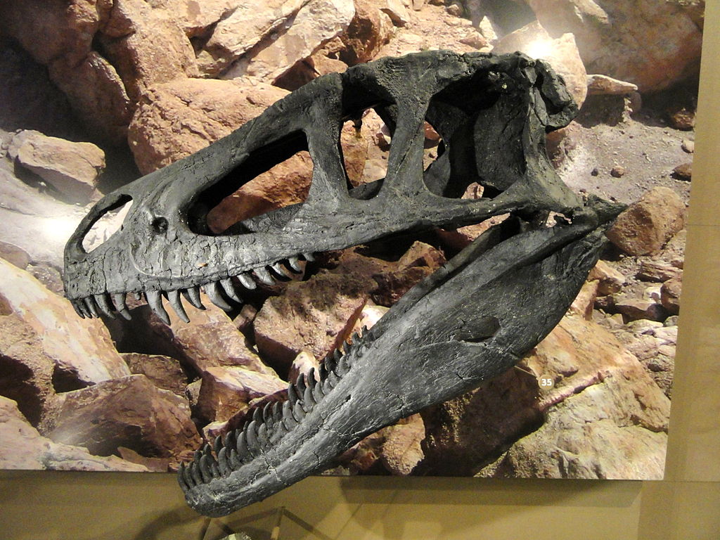 Marshosaurus bicentissimus skull cast - Natural History Museum of Utah - DSC07218