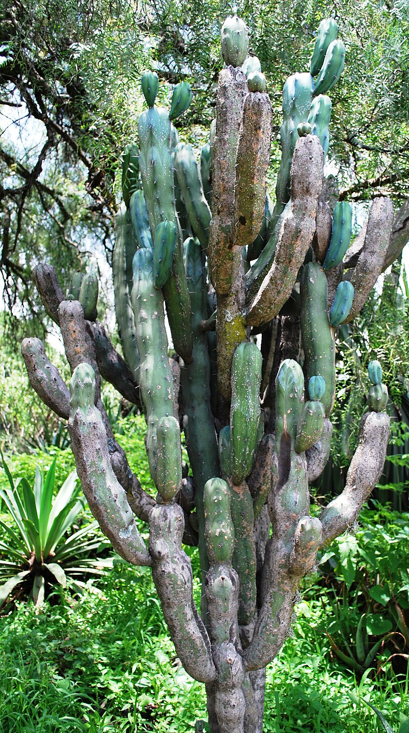 Cactus Cordelaria