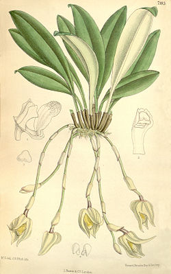 Masdevallia platyglossa - Curtis' 117 (Ser. 
 3 no. 
 47) pl 7185 (1891). 
 jpg