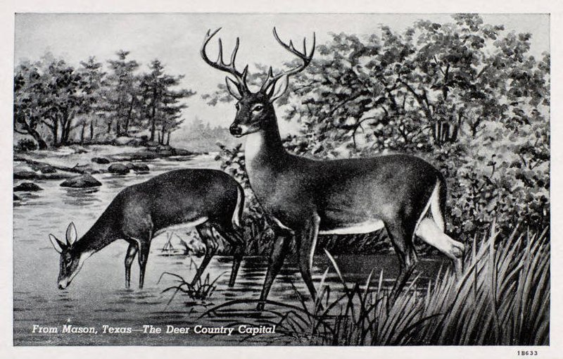 File:Mason TX - The Deer Country Capital (NBY 431321).jpg