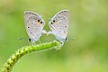 * Nomination: Mating pair of Euchrysops cnejus (Fabricius, 1798) – Gram Blue. (by Aniruddha97350) --Atudu 14:51, 28 September 2022 (UTC) * Review strong CA around wings and very soft overall, is this fixable? --Virtual-Pano 19:30, 1 October 2022 (UTC)