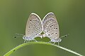 * Nomination Mating pair of Zizina otis (Fabricius, 1787) - Lesser Grass Blue (4) WLB --Anitava Roy 18:36, 7 September 2023 (UTC) * Promotion  Support Good quality. --Poco a poco 18:42, 7 September 2023 (UTC)