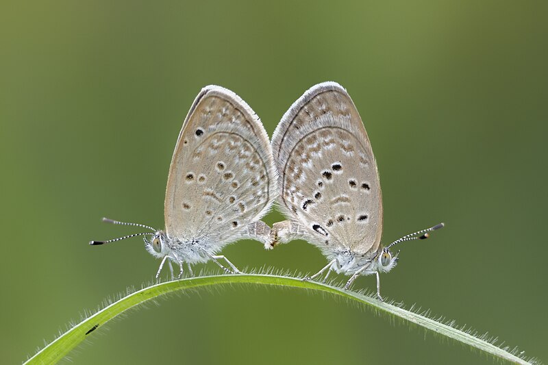 File:Mating pair of Zizina otis (Fabricius, 1787) - Lesser Grass Blue (4) WLB.jpg