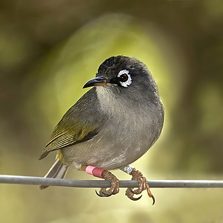 <span class="mw-page-title-main">Mauritius olive white-eye</span> Species of bird