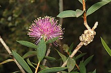 Melaleuca barlowii.jpg