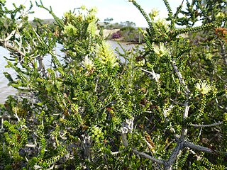 <i>Melaleuca blaeriifolia</i> Species of shrub