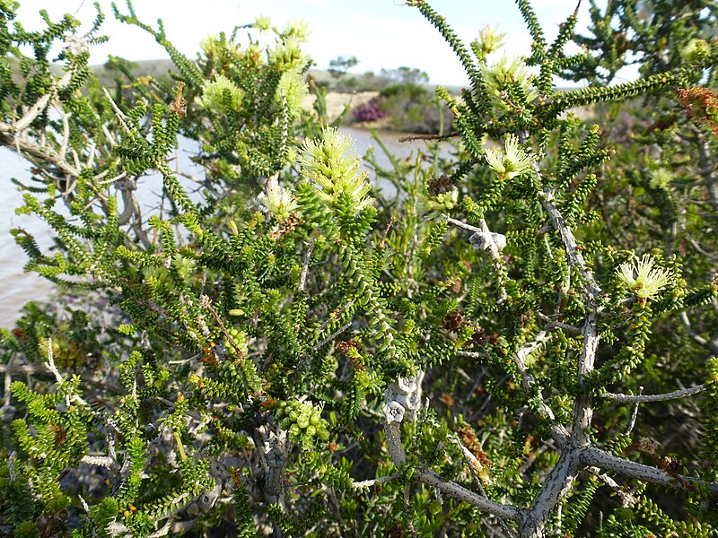 File:Melaleuca blaeriifolia foliage, flowers and fruits.JPG