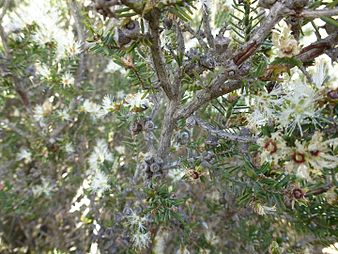 M. ordinifolia fruit Melaleuca ordinifolia (fruits).JPG