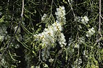 Thumbnail for Melaleuca tamariscina