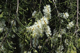 <i>Melaleuca tamariscina</i> Species of flowering plant