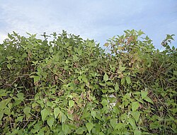 General appearance of the shrub. Melanthera biflora088.JPG