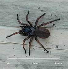 MelbourneTrapdoorSpider-scale.jpg