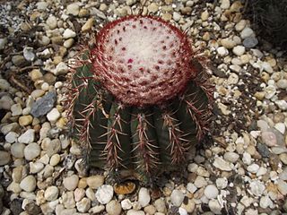 <i>Melocactus conoideus</i> Species of cactus