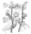 Turritopsis nutricula Hydroïdes fixés et jeunes méduses