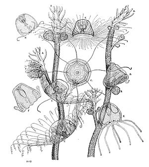 Turritopsis life cycle
