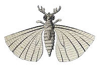 Mengea tertiaria, novokrilaš iz reda Strepsiptera, pripadao je izumrloj porodici Mengeidae