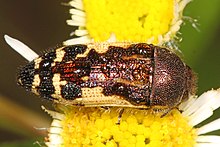 Logam Kayu-membosankan Kumbang - Acmaeodera pulchella, Museum Nasional, Suaka Margasatwa, Laurel, Maryland.jpg