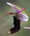 Ophrys bertolonii subsp. balearica Spain - Mallorca