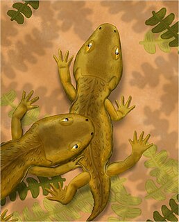 <i>Micropholis</i> (amphibian) Extinct genus of amphibian from the early Triassic of South Africa